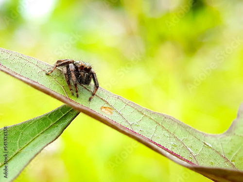Small spider on the leaf. © Tri
