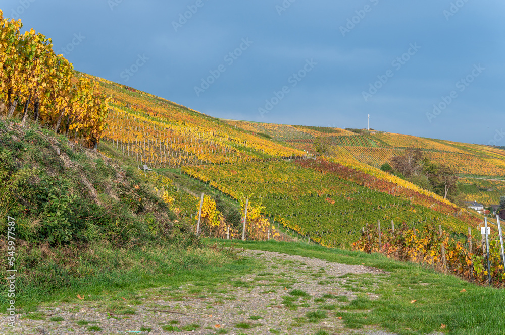 Weinberge im Ahrtal mit Weinstöcken und Weinreben im Herbst 2022