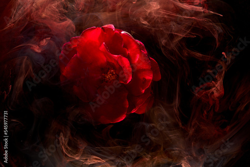 Abstract red background with flowers and contrasting colors in water. Backdrop for perfume, cosmetic products