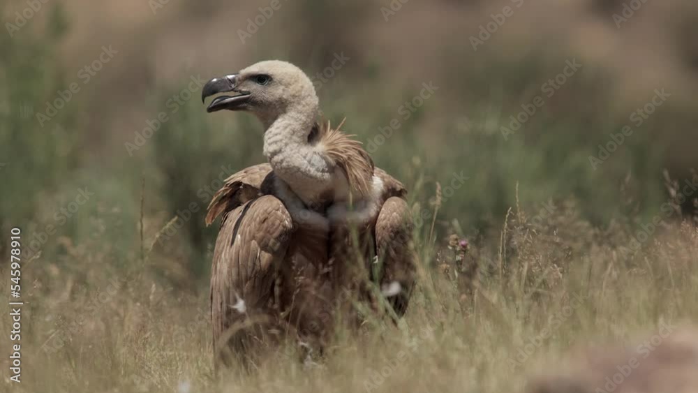 Predatory Gyps fulvus bird standing on grassy meadow