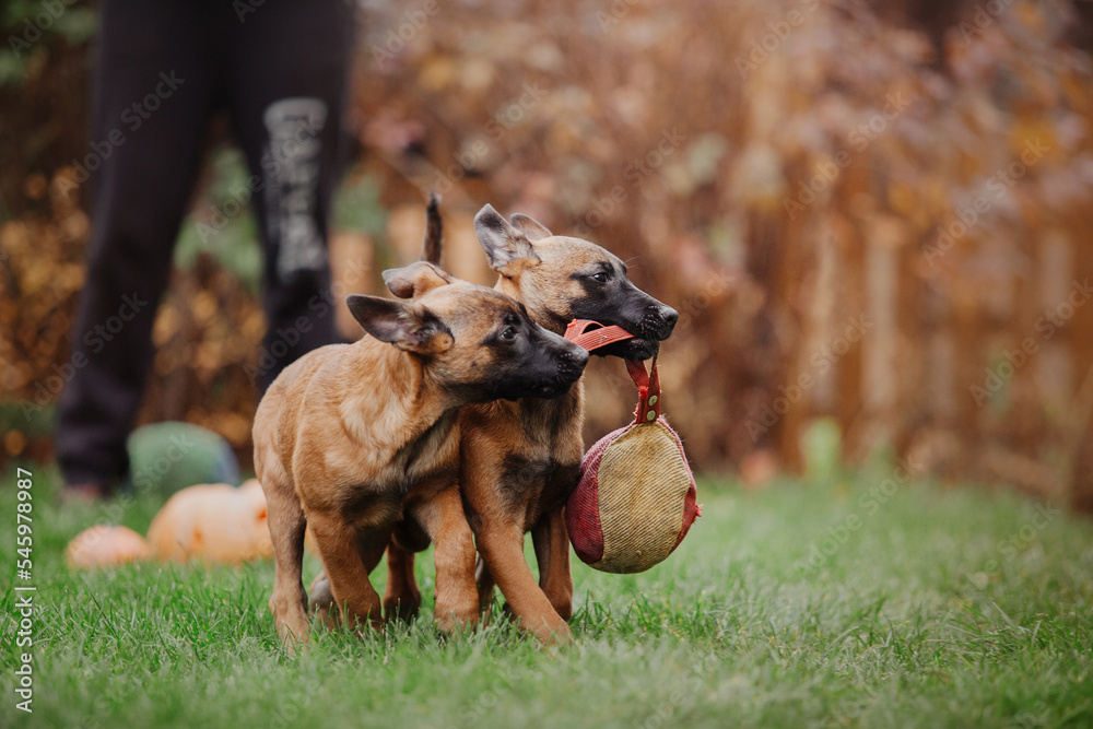 Belgian Shepherd Malinois puppy portrait. Fall, autumn. Happy dog on the walk