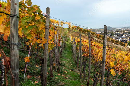 Weinanbau im Ahrtal mit Weinstöcken und Weinreben im Herbst 2022