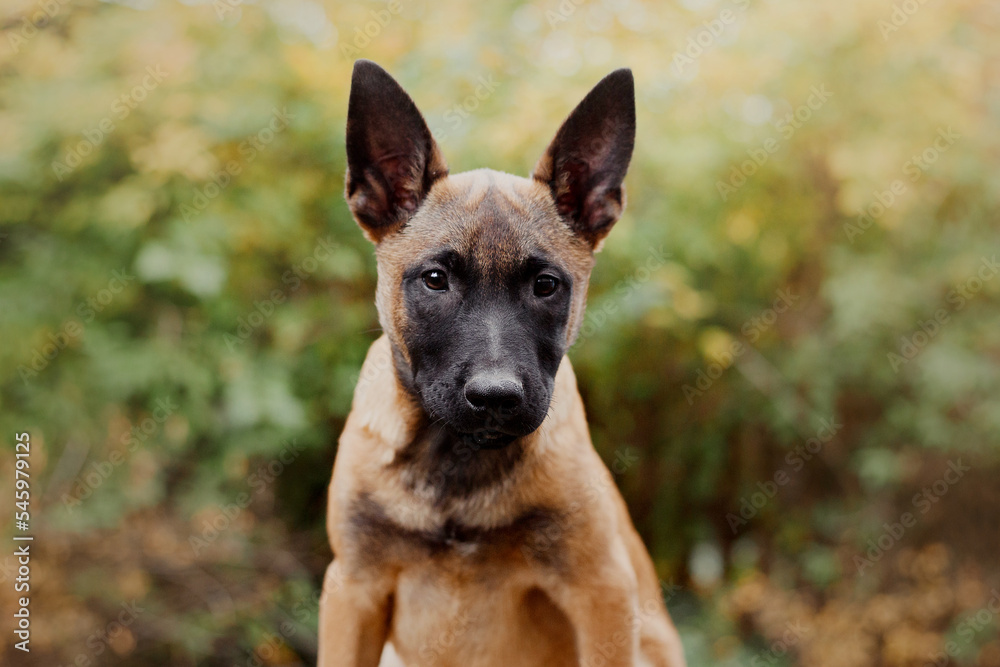 Belgian Shepherd Malinois puppy portrait. Fall, autumn. Happy dog on the walk Belgian Shepherd Malinois puppy portrait. Fall, autumn. Happy dog on the walk