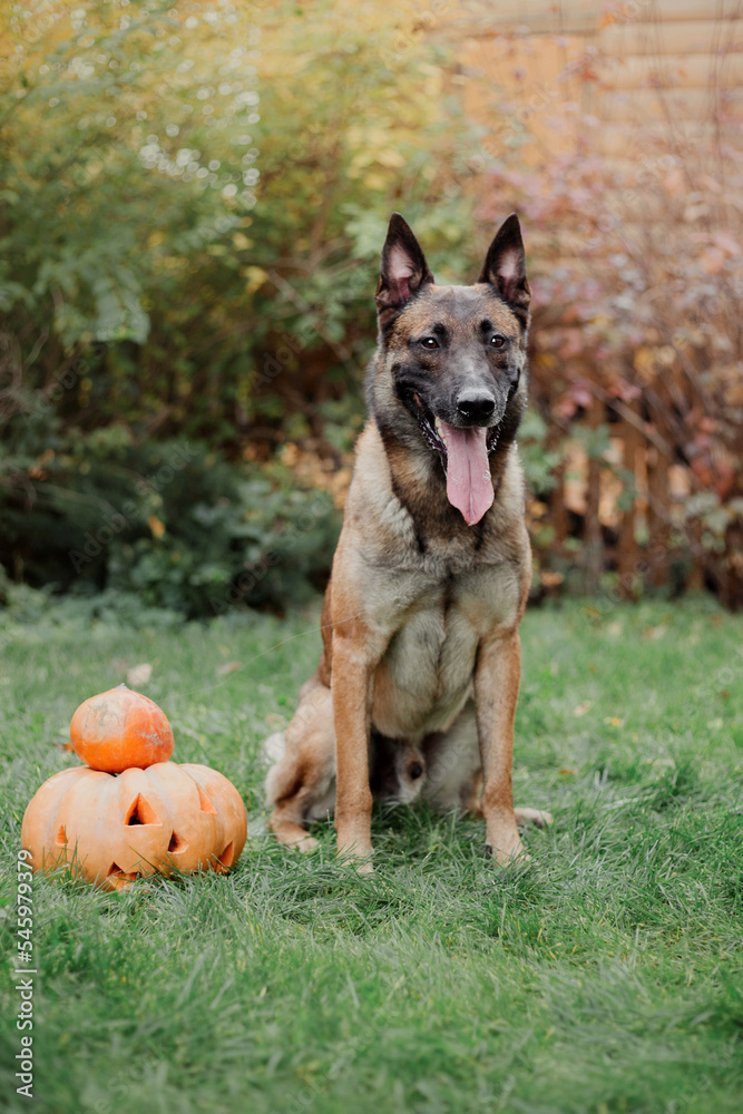 Dog with pumpkin in autumn. Halloween dog. Belgian Shepherds Malinois dog Dog with pumpkin in autumn. Halloween dog. Belgian Shepherds Malinois dog