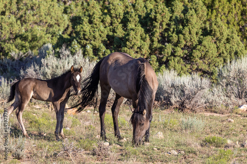 Wild Horse Mare and Foal in the Pryor Mountains Montana in Summer
