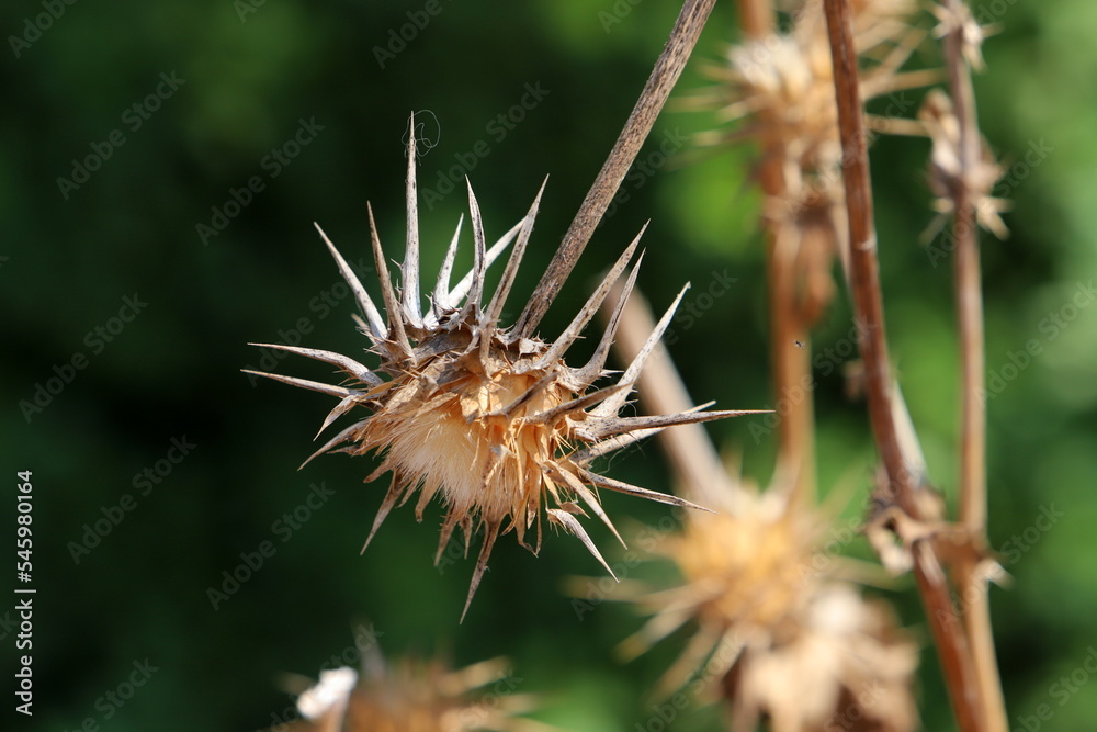 Thorny plants and flowers in a forest clearing. Thorny plants and flowers in a forest clearing.