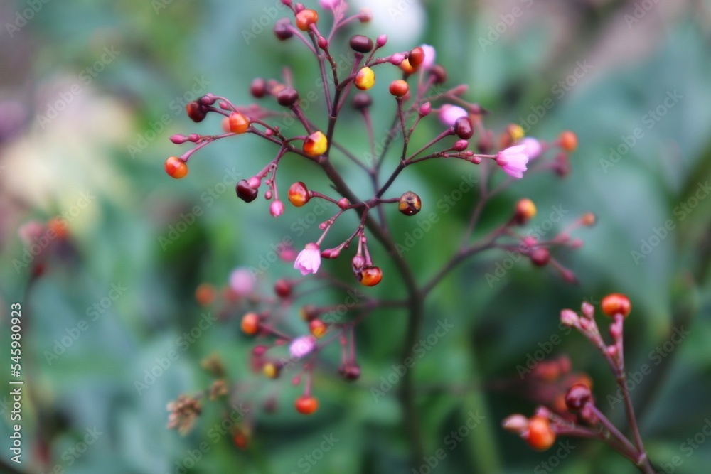 Fototapeta premium talinum fruticosum,berries on a bush