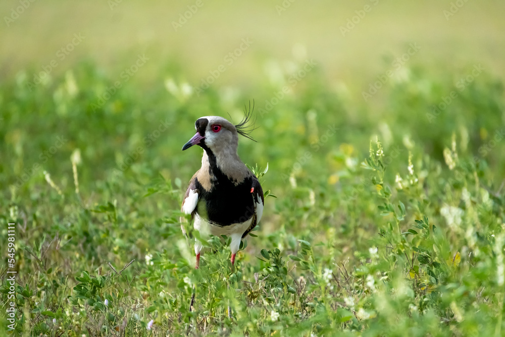 Fototapeta premium The Tero, a South American bird in the middle of the grass with its orange spur that serves as protection