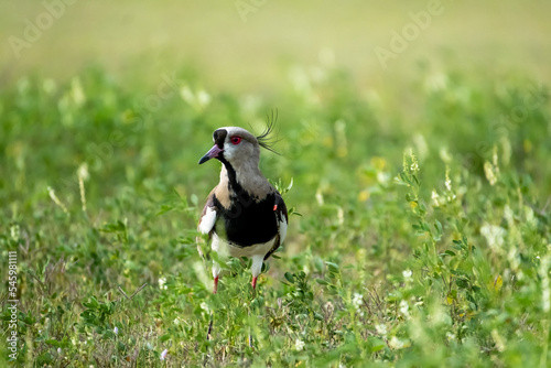 The Tero  a South American bird in the middle of the grass with its orange spur that serves as protection