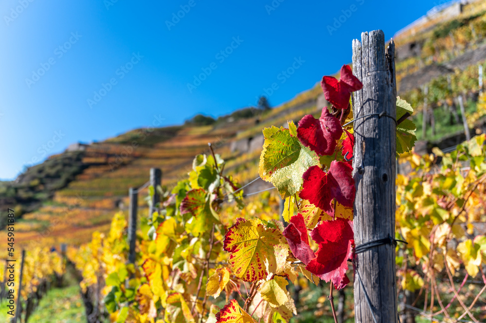 weinberge-im-ahrtal-mit-weinst-cken-und-weinreben-im-herbst-2022-stock