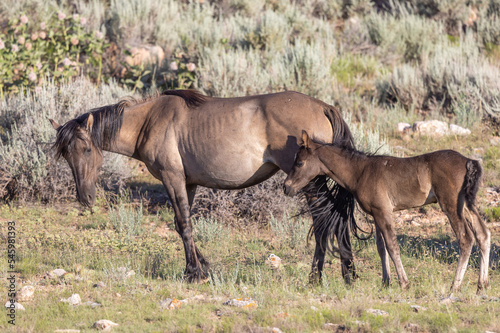 Wild Horse Mare and Foal in the Pryor Mountains Montana in Summer