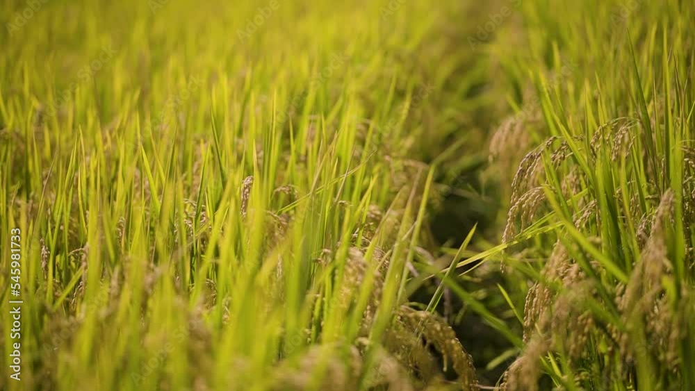 grass in the wind grass in the wind