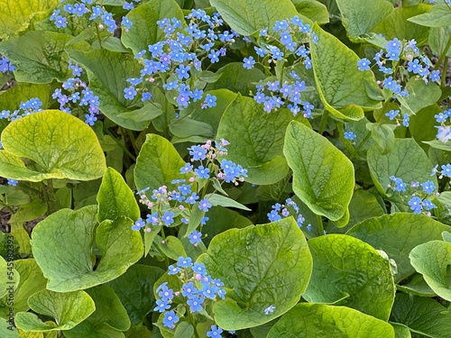 Blue flowers Brunnera large-leaved Brunnera macrophylla similar to forget-me-not flowers in the spring garden photo