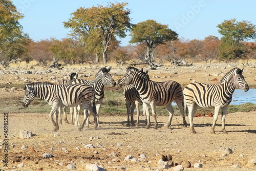 Zebras on water-hole