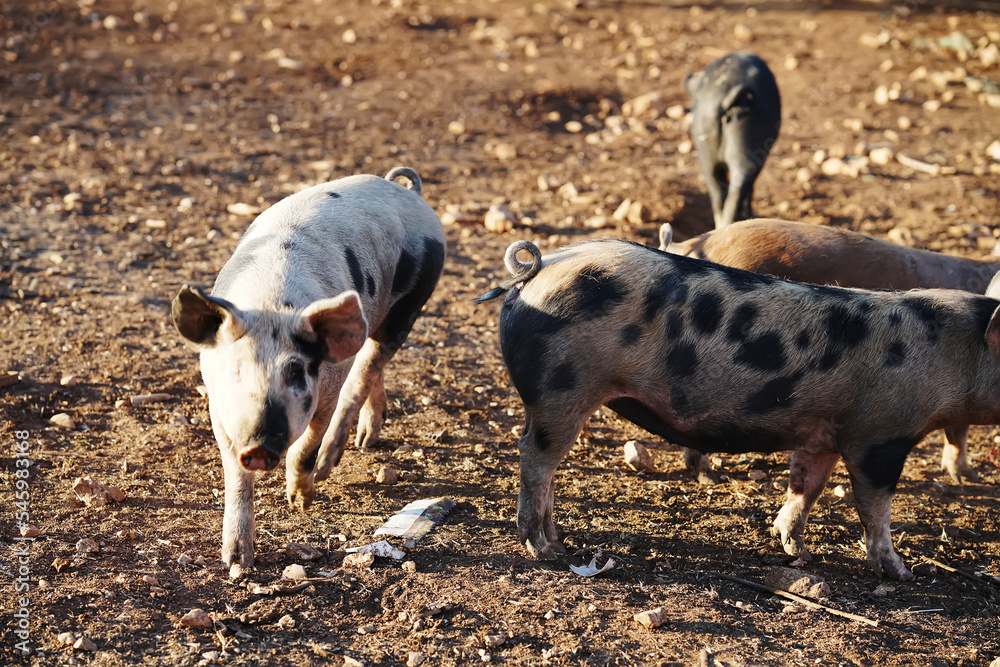 Fototapeta premium Pigs on the farm