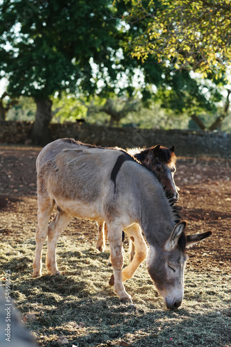 Donkeys graze