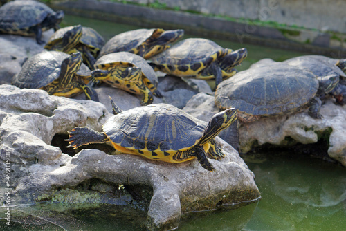 Turtles sit on rocks