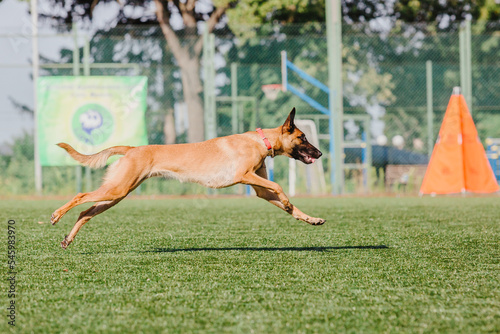 Working malinois dog. Belgian shepherd dog. Police, guard dog