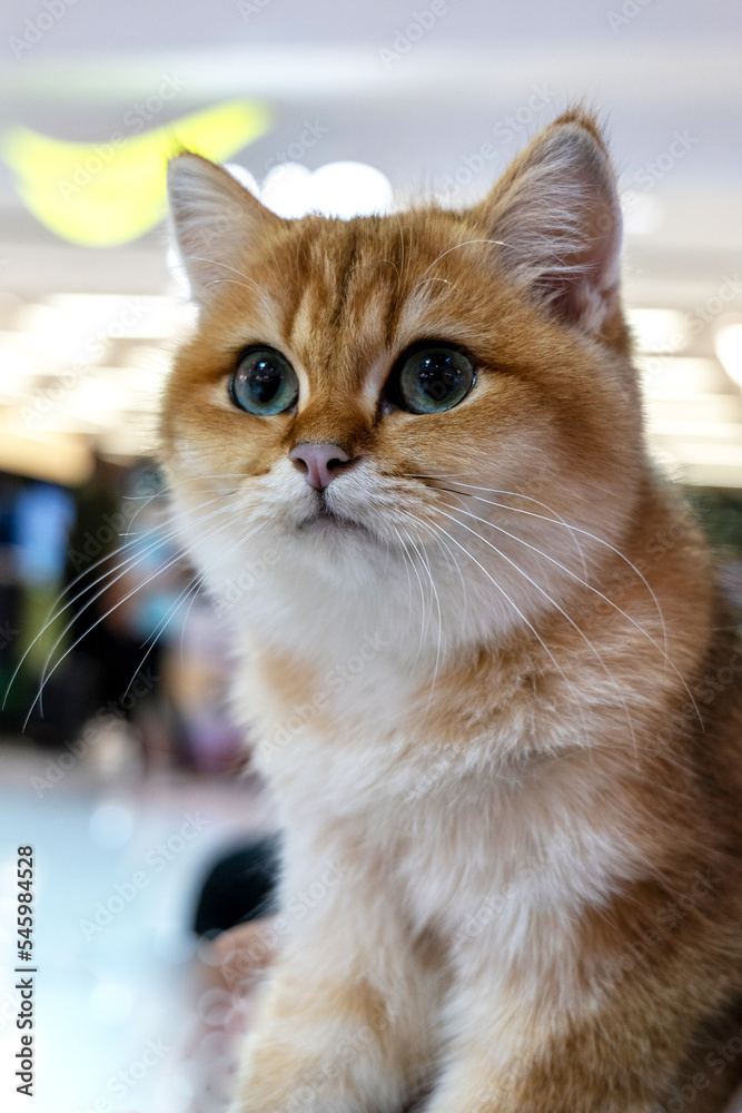 Cute brown furry cat, closeup shot