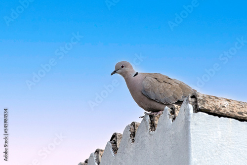 dove on the roof of a building in Athens, Greece against blue sky . The Eurasian collared dove (Streptopelia decaocto) is a dove species native to Europe and Asia
