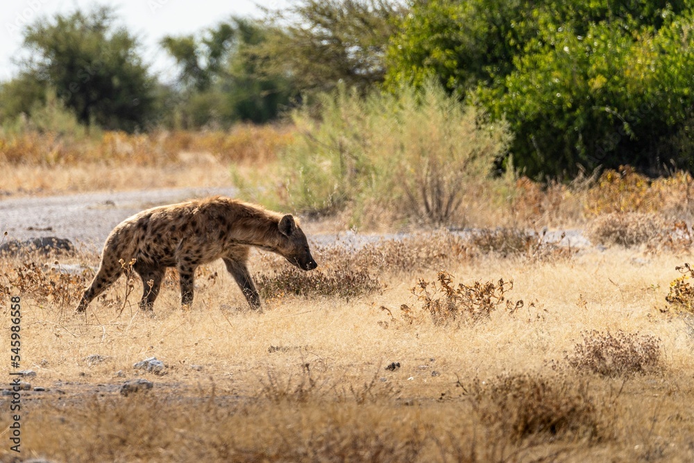 Wild hyena walking around on a clearing in Etosha National Park in Namibia