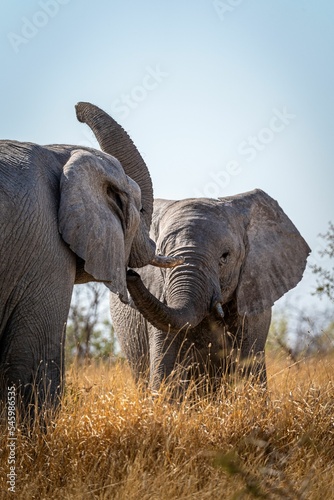 Vertical shot of two gray elephants interacting in Etosha National Park, Namibia © Philipp Klinger/Wirestock Creators