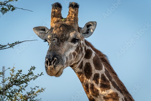 Fototapeta Naklejka Na Ścianę i Meble -  Closeup shot of a tall spotted giraffe on a clearing in Etosha National Park, Namibia