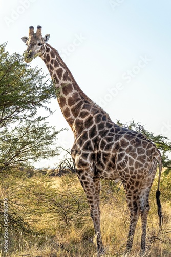 Vertical shot of a tall spotted giraffe on a clearing in Etosha National Park, Namibia © Philipp Klinger/Wirestock Creators
