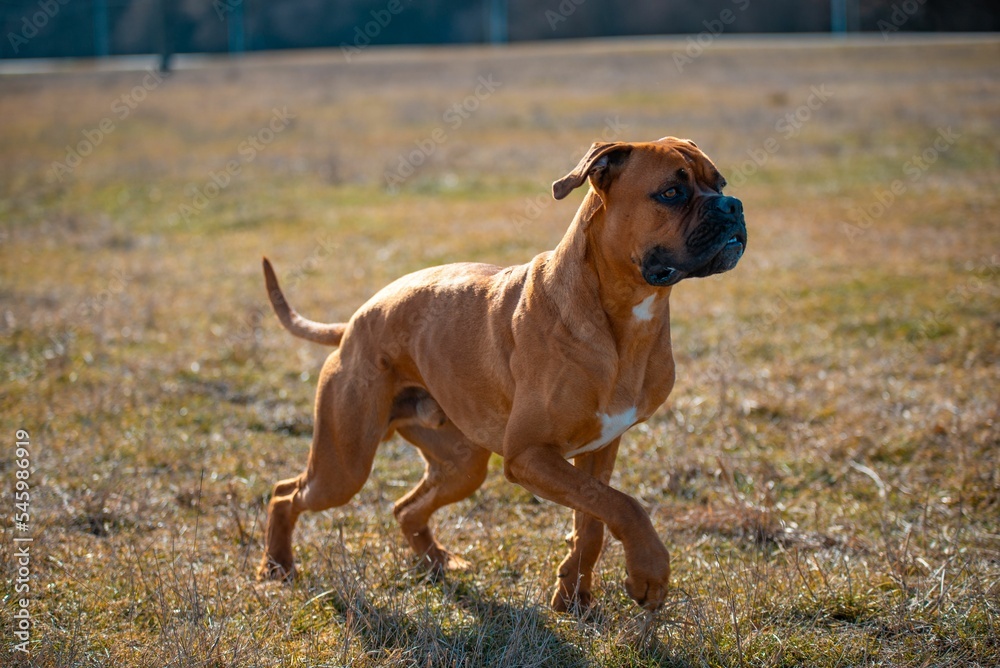 Closeup shot of a small brown boxer dog running around on a grassy field