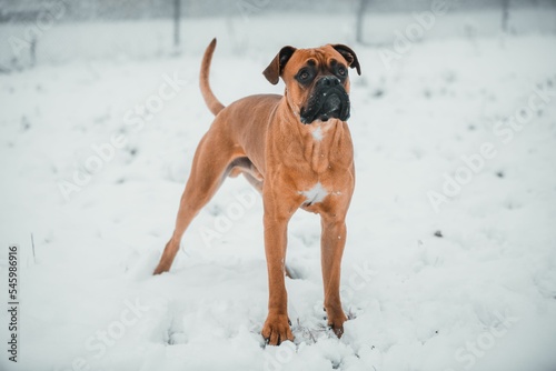Fototapeta Naklejka Na Ścianę i Meble -  Closeup shot of a small brown boxer dog running around on a snowy field