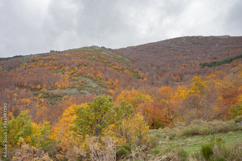 Landscape view of fall foliage, beautiful scenery.