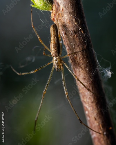Closeup shot of a silver stretch spider on its spiderweb next to a tree branch