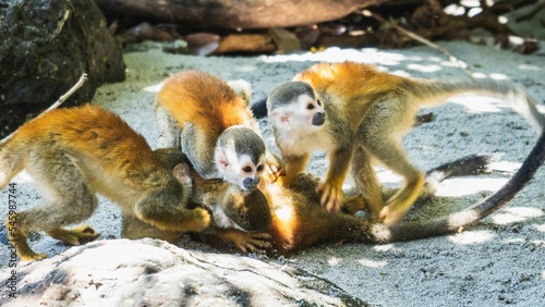 Squirrel monkey playing on the ground photo