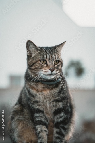 Closeup vertical shot of a cute striped cat