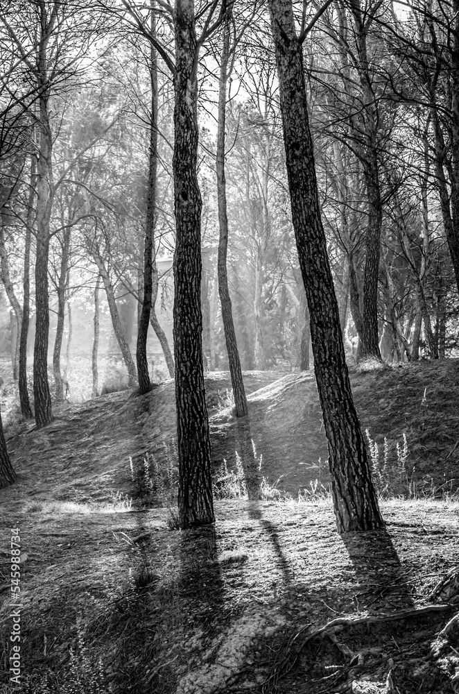Fototapeta premium Forest in the fog