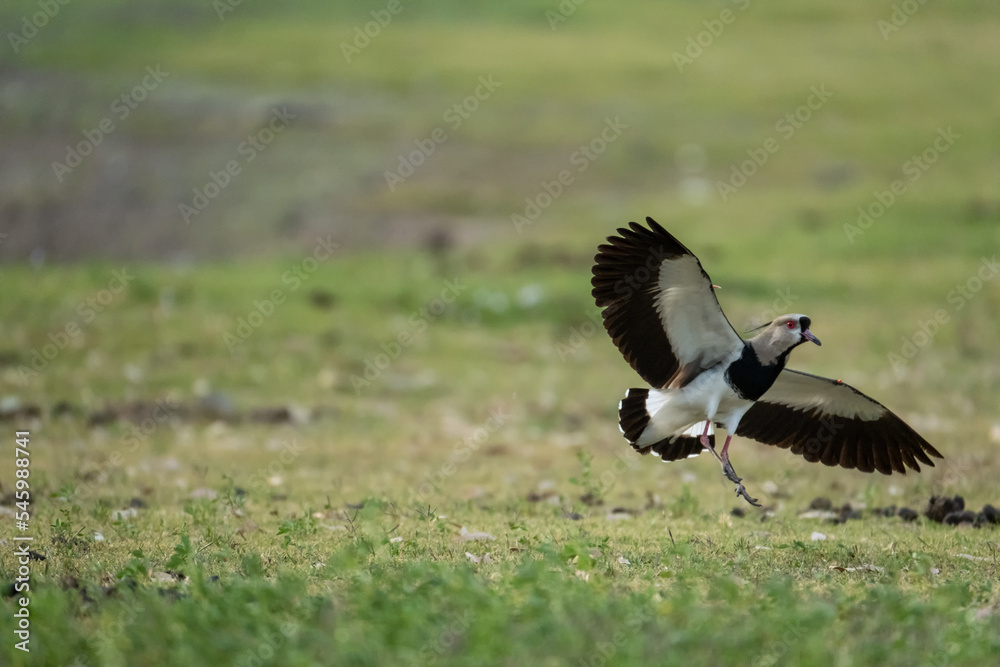 Obraz premium South American bird called Tero just about to land on the grass