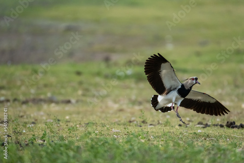Wallpaper Mural South American bird called Tero just about to land on the grass Torontodigital.ca