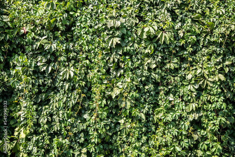 Grapes on the background of the wall, wild grapes as a green background. Grapes on the background of the wall, wild grapes as a green background.