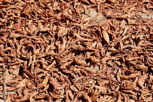 Dried brown autumn leaves on the ground for cool autumn background