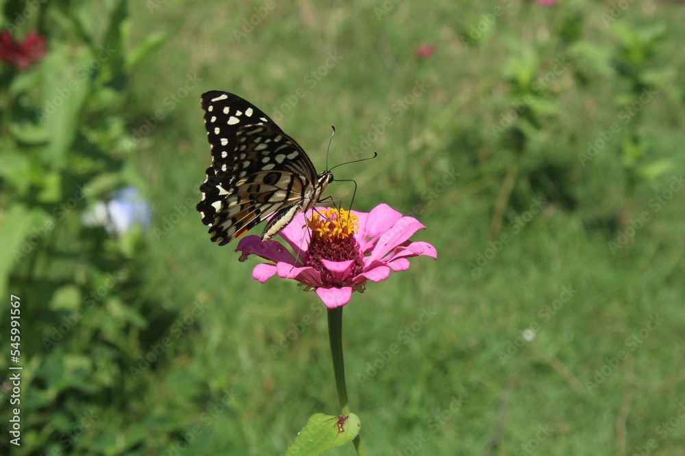 Closeup of a butterfly on a pink flower under sunlight Closeup of a butterfly on a pink flower under sunlight