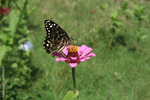 Closeup of a butterfly on a pink flower under sunlight