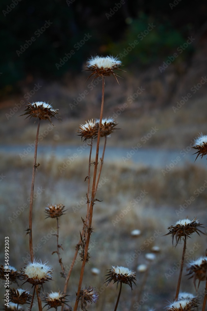 Obraz premium Vertical closeup of dried plume thistles (Cirsium) in a field against a blurred background