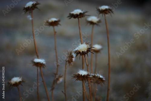 Closeup of dried plume thistles  Cirsium  in a field against a blurred background