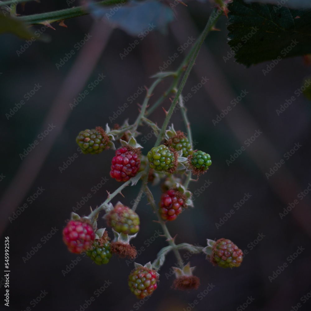 Closeup of unripe and ripe blackberries (Rubus allegheniensis) against dark background Closeup of unripe and ripe blackberries (Rubus allegheniensis) against dark background
