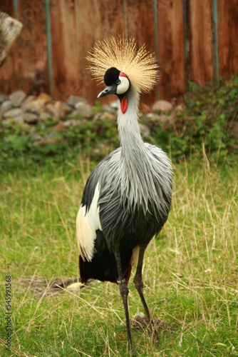 Vertical shot of a grey crowned crane