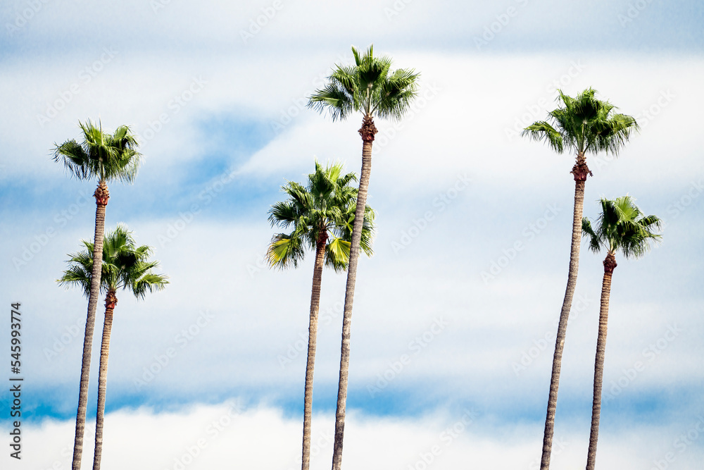 Naklejka premium Skinny Palm Trees