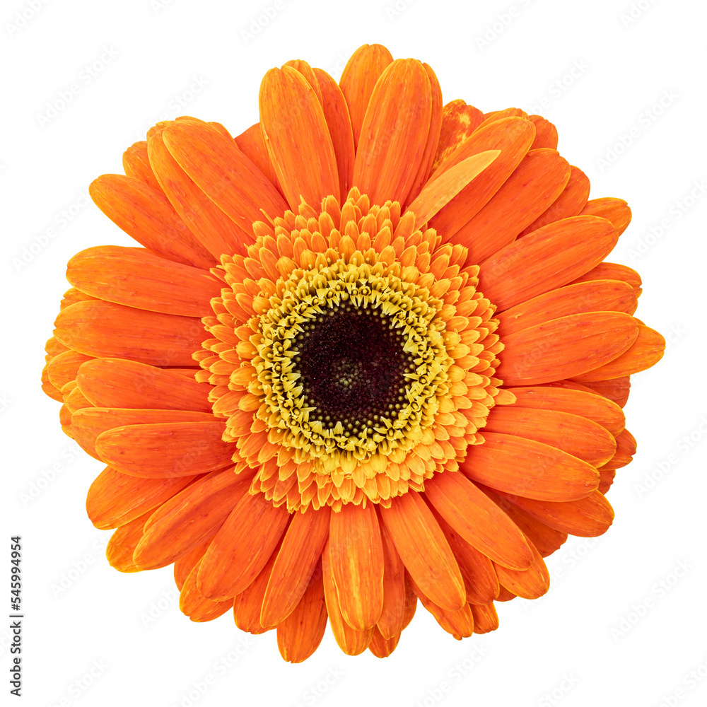 Orange gerbera flower isolated on transparent background Orange gerbera flower isolated on transparent background