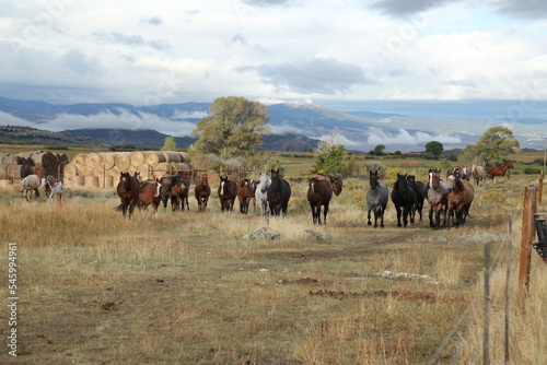 Canvas Print Horses in Pasture