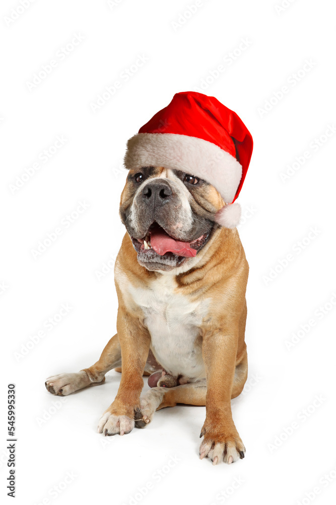continental bulldog  with christmas hat isolated on white 