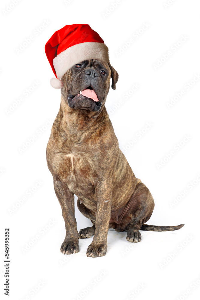 bullmastiff dog with christmas hat isolated on white bullmastiff dog with christmas hat isolated on white